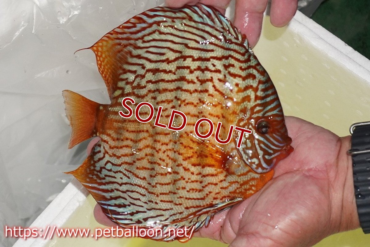 画像2: 【ディスカス】【通販】【コンテストグレード】アルタムスターライトレッドターコイズ ハイフォーム【個体販売】16-17cm（生体）マレーシア　NAディスカスファーム (2)