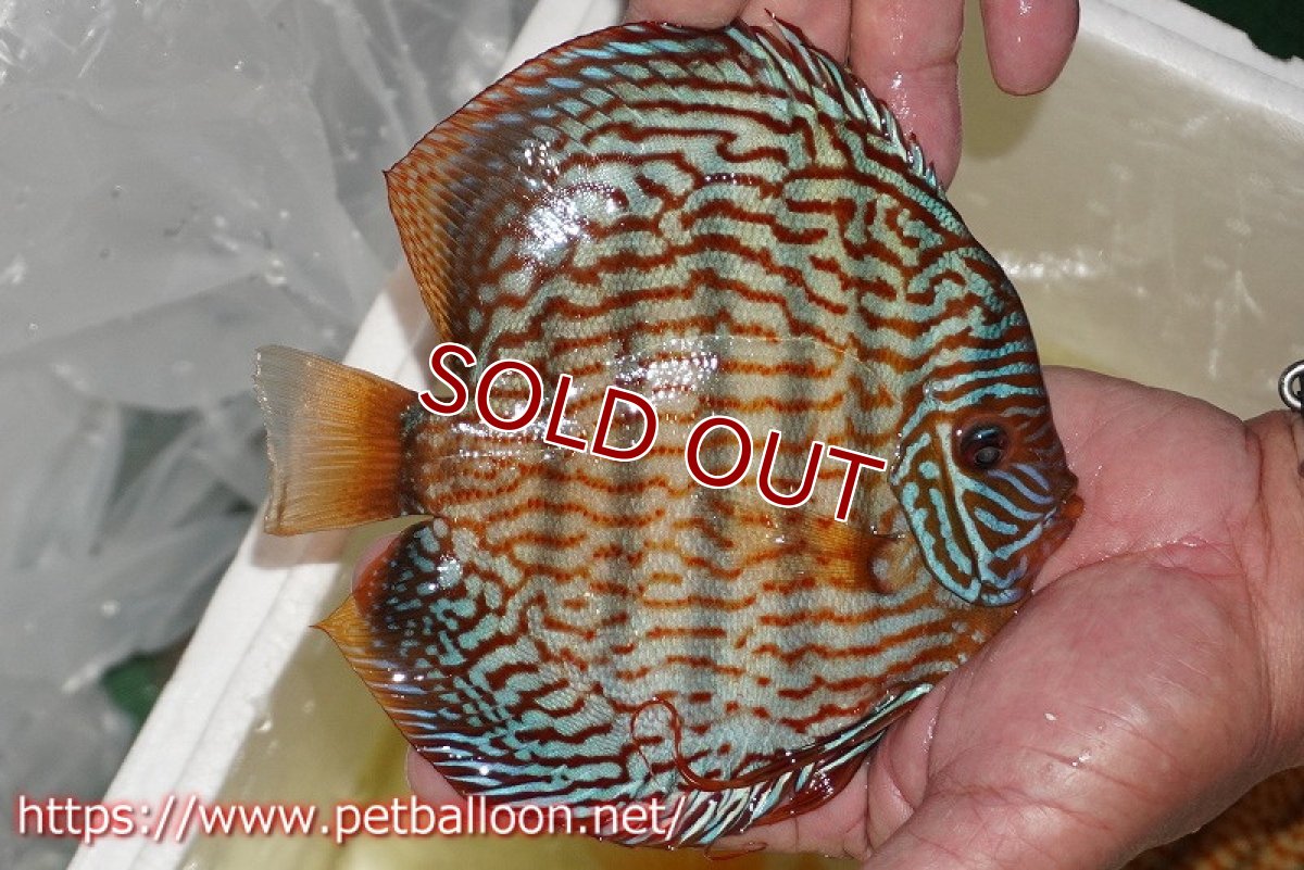 画像2: 【ディスカス】【通販】【コンテストグレード】アルタムスターライトレッドターコイズ ハイフォーム【個体販売】16-17cm（生体）マレーシア　NAディスカスファーム (2)
