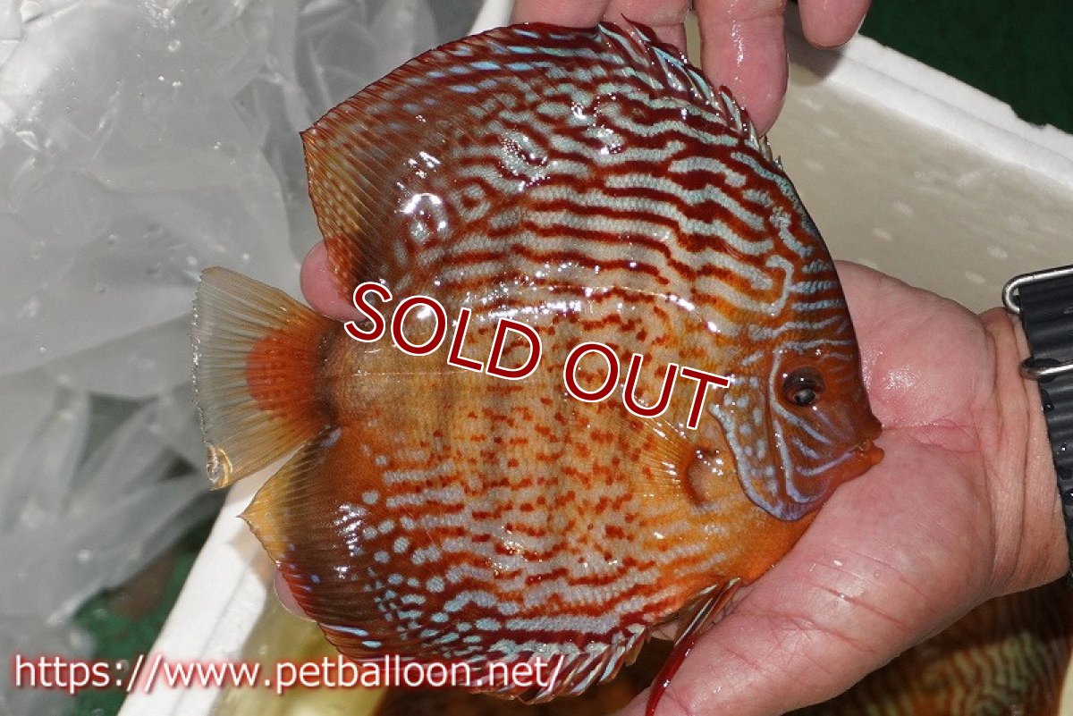 画像2: 【ディスカス】【通販】【コンテストグレード】アルタムスターライトレッドターコイズ ハイフォーム【個体販売】16-17cm（生体）マレーシア　NAディスカスファーム (2)