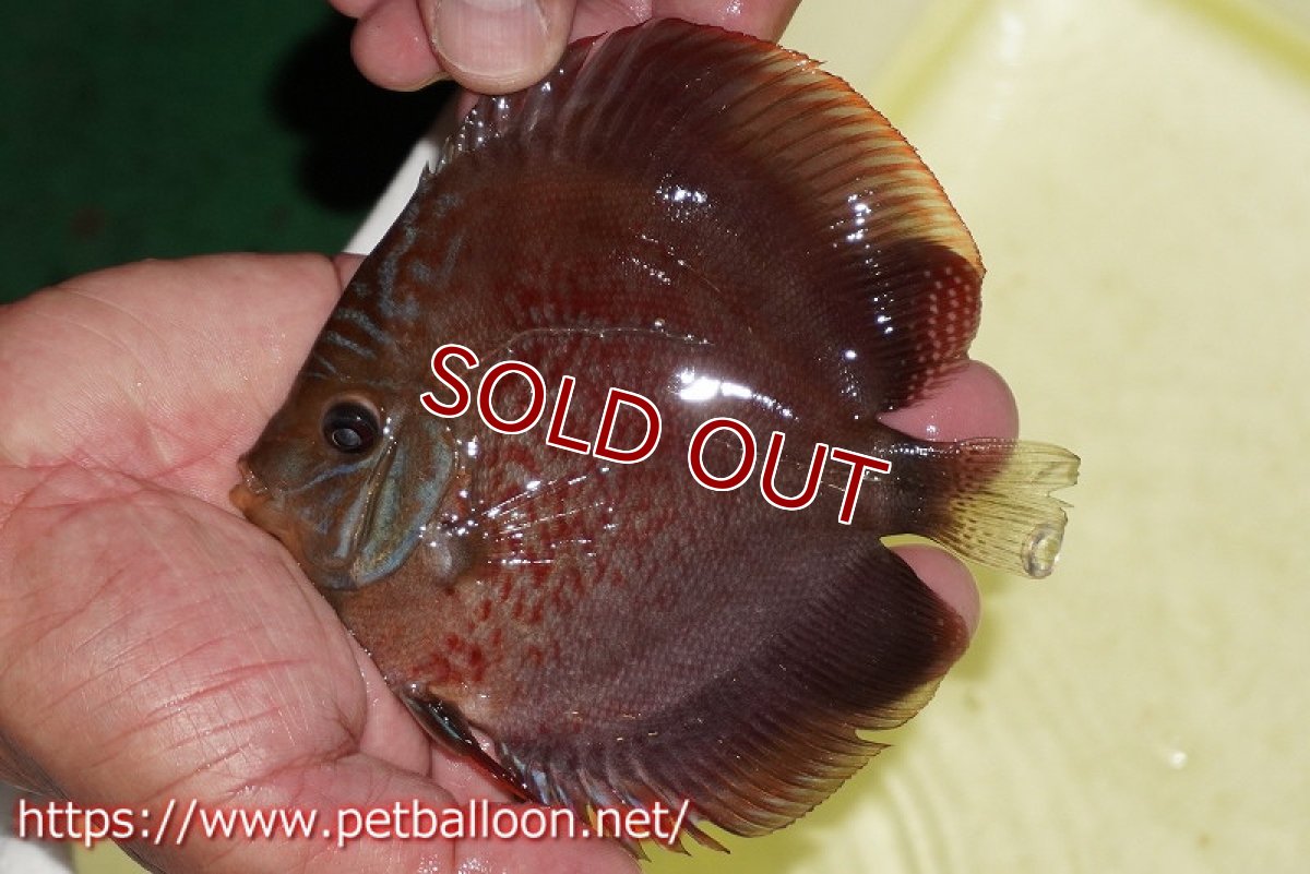 画像3: 【ディスカス】【通販】【セレクトレッド個体】ラーゴパラコニブラッドレッドF2（レッドパッチタイプ）【個体販売】11-12cm （生体）マレーシア　NAディスカスファーム (3)