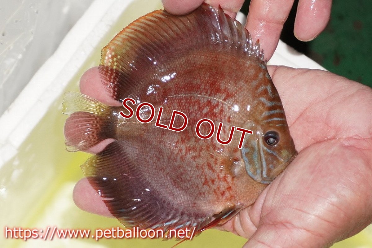 画像4: 【ディスカス】【通販】【セレクトレッド個体】ラーゴパラコニブラッドレッドF2（レッドパッチタイプ）【個体販売】11-12cm （生体）マレーシア　NAディスカスファーム (4)