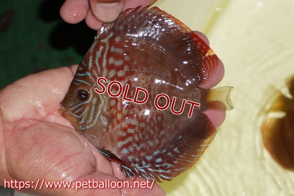 画像2: 【ディスカス】【通販】【セレクトレッド個体】ラーゴパラコニブラッドレッドF2（レッドパッチタイプ）【個体販売】11-12cm （生体）マレーシア　NAディスカスファーム (2)