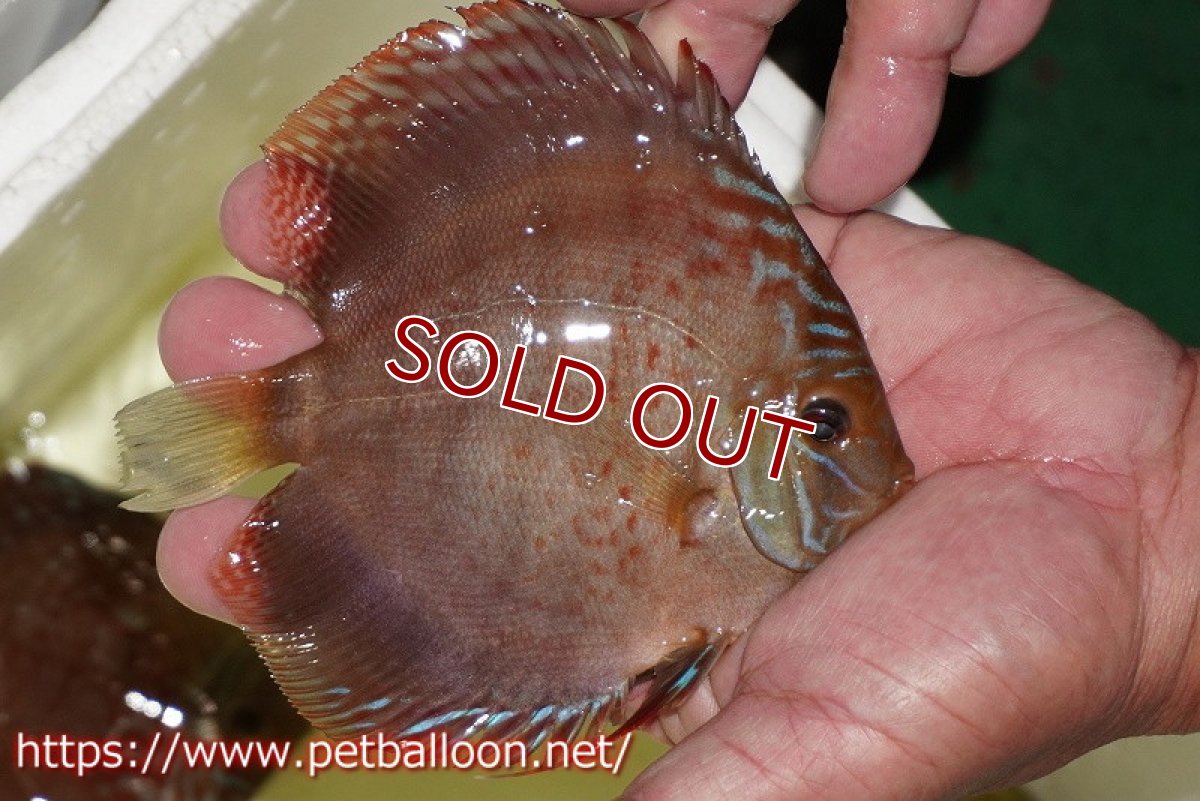 画像2: 【ディスカス】【通販】【セレクトレッド個体】ラーゴパラコニブラッドレッドF2（レッドパッチタイプ）【個体販売】11-12cm （生体）マレーシア　NAディスカスファーム (2)