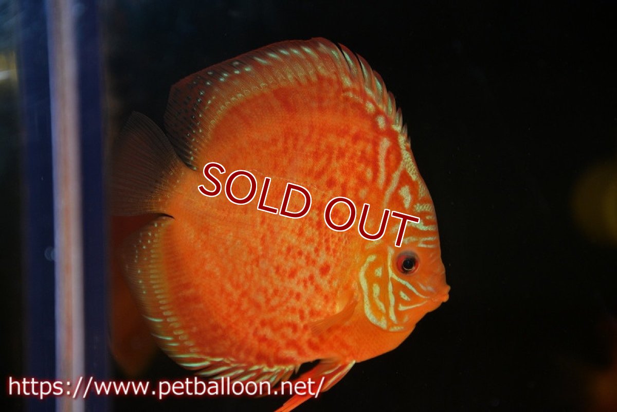 画像3: 【ディスカス】【通販】【セレクトレッド個体】ラーゴパラコニブラッドレッドF2（レッドパッチタイプ）【個体販売】11-12cm （生体）マレーシア　NAディスカスファーム (3)