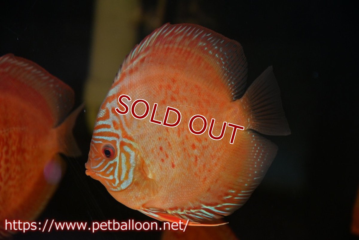 画像2: 【ディスカス】【通販】【セレクトレッド個体】ラーゴパラコニブラッドレッドF2（レッドパッチタイプ）【個体販売】11-12cm （生体）マレーシア　NAディスカスファーム (2)
