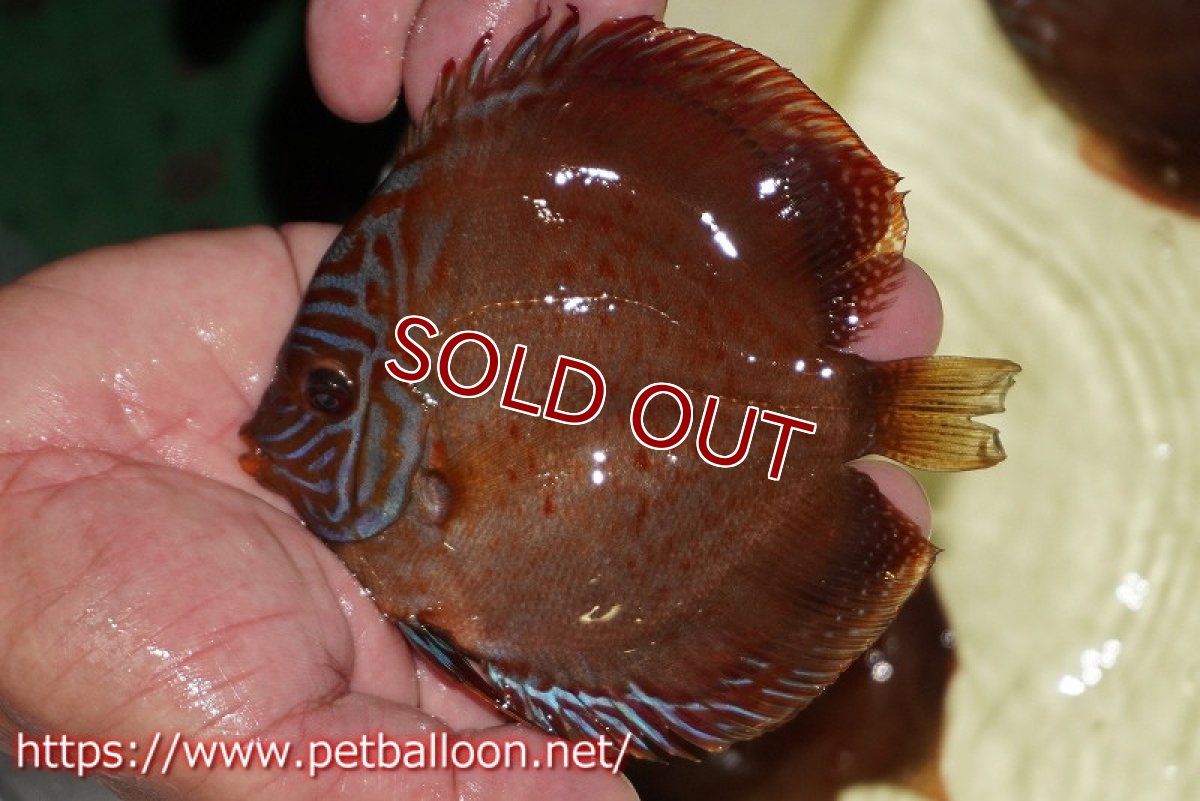 画像4: 【ディスカス】【通販】【セレクトレッド個体】ラーゴパラコニブラッドレッドF2（レッドパッチタイプ）【個体販売】11-12cm （生体）マレーシア　NAディスカスファーム (4)