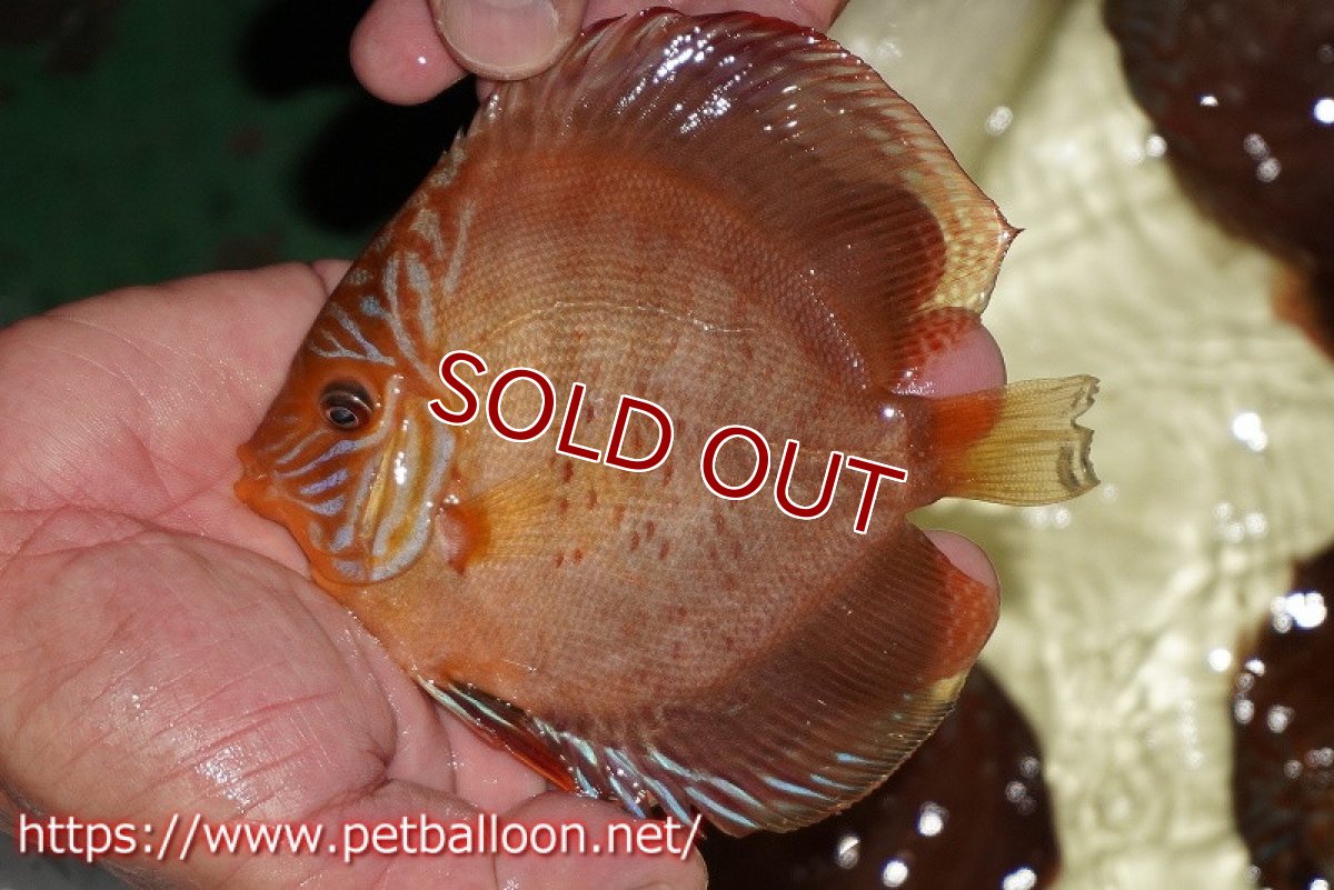 画像2: 【ディスカス】【通販】【セレクトレッド個体】ラーゴパラコニブラッドレッドF2（レッドパッチタイプ）【個体販売】11-12cm （生体）マレーシア　NAディスカスファーム (2)