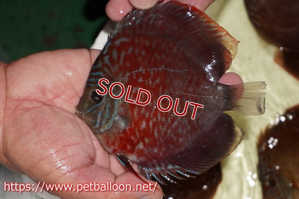 画像2: 【ディスカス】【通販】【セレクトレッド個体】ラーゴパラコニブラッドレッドF2（レッドパッチタイプ）【個体販売】11-12cm （生体）マレーシア　NAディスカスファーム (2)