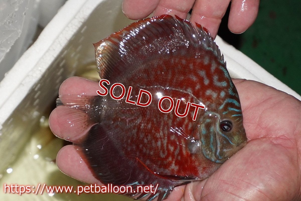 画像3: 【ディスカス】【通販】【セレクトレッド個体】ラーゴパラコニブラッドレッドF2（レッドパッチタイプ）【個体販売】11-12cm （生体）マレーシア　NAディスカスファーム (3)