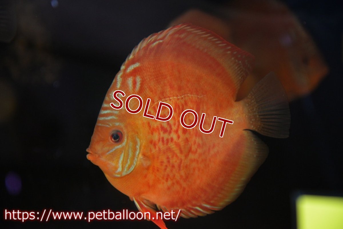 画像2: 【ディスカス】【通販】【セレクトレッド個体】ラーゴパラコニブラッドレッドF2（レッドパッチタイプ）【個体販売】11-12cm （生体）マレーシア　NAディスカスファーム (2)