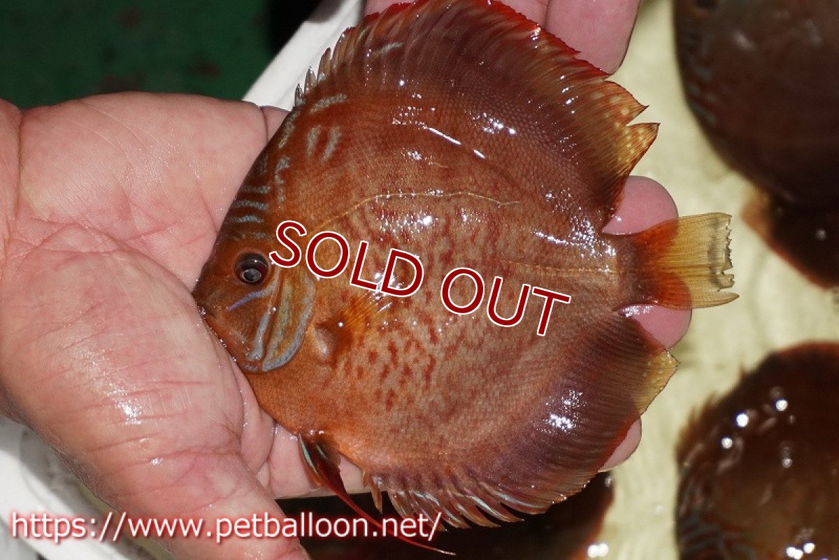 画像3: 【ディスカス】【通販】【セレクトレッド個体】ラーゴパラコニブラッドレッドF2（レッドパッチタイプ）【個体販売】11-12cm （生体）マレーシア　NAディスカスファーム (3)