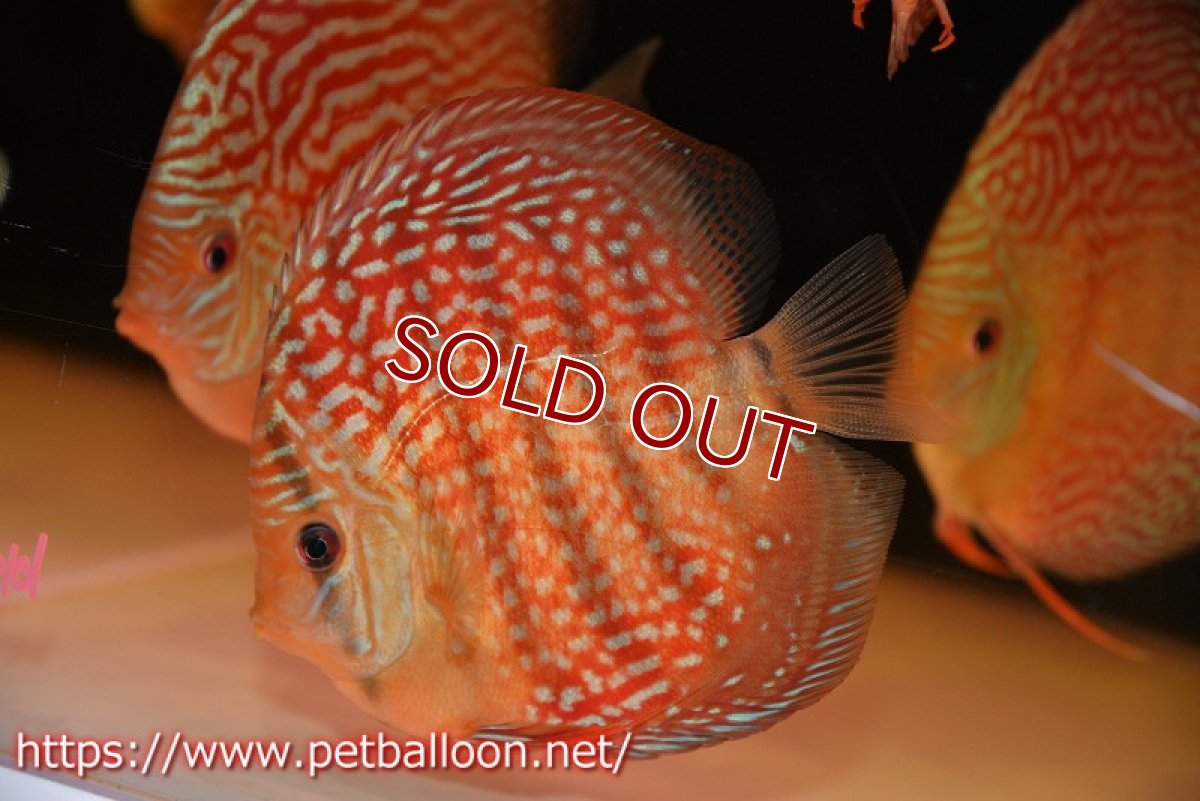 画像2: 【ディスカス】【通販】アルタムスターライトレッドターコイズ ハイフォーム【個体販売】12-13cm（生体）マレーシア　NAディスカスファーム (2)