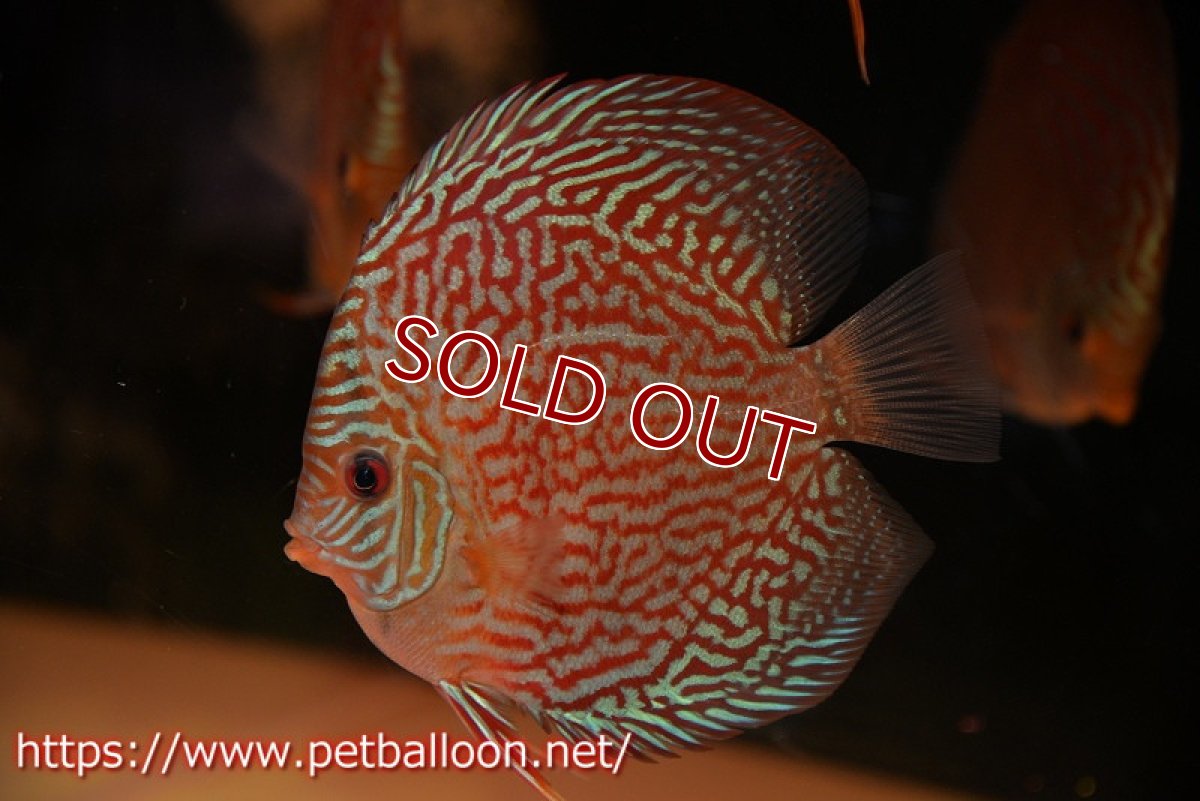 画像2: 【ディスカス】【通販】アルタムスターライトレッドターコイズ ハイフォーム【個体販売】12-13cm（生体）マレーシア　NAディスカスファーム (2)