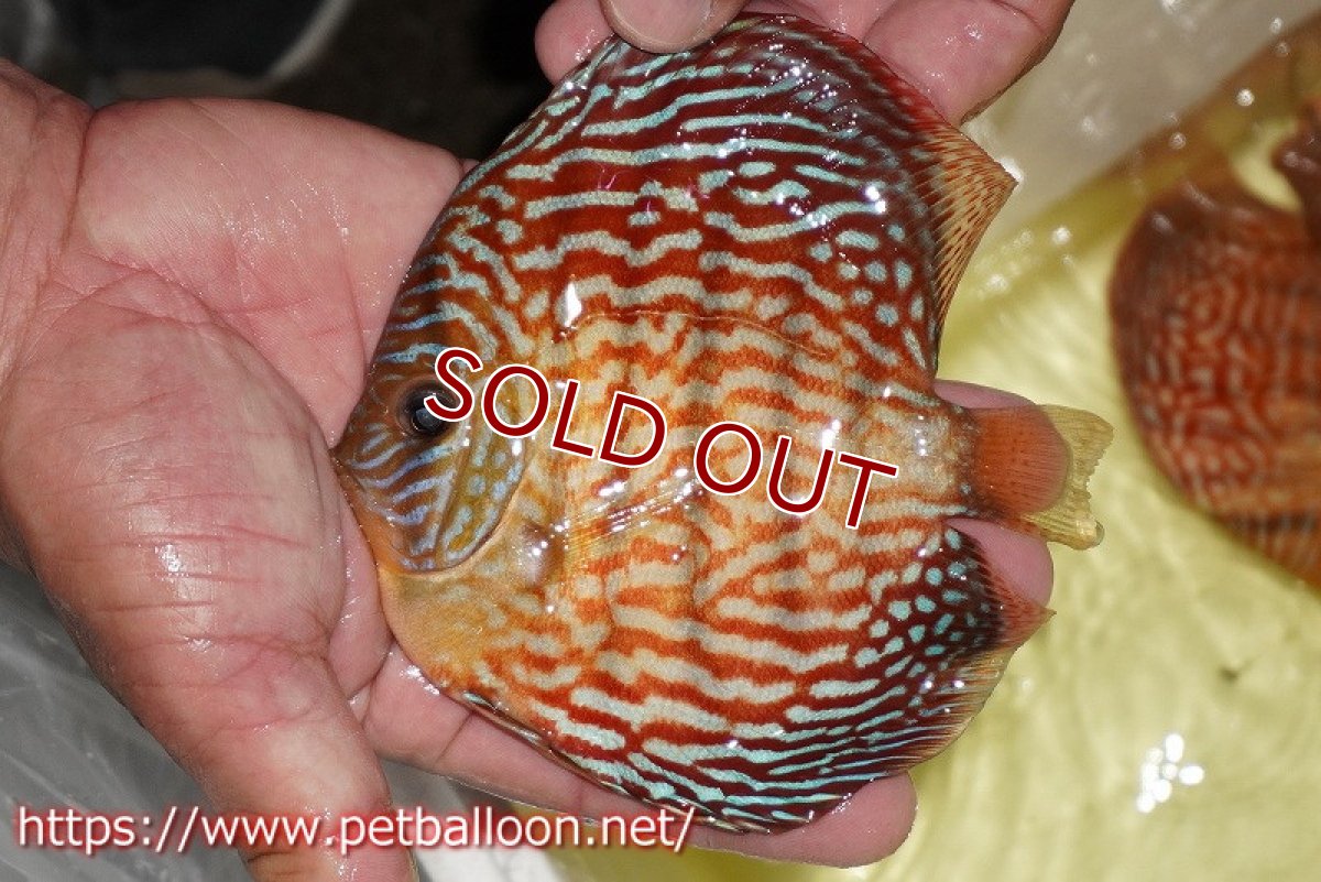 画像2: 【ディスカス】【通販】アルタムスターライトレッドターコイズ ハイフォーム【個体販売】12-13cm（生体）マレーシア　NAディスカスファーム (2)