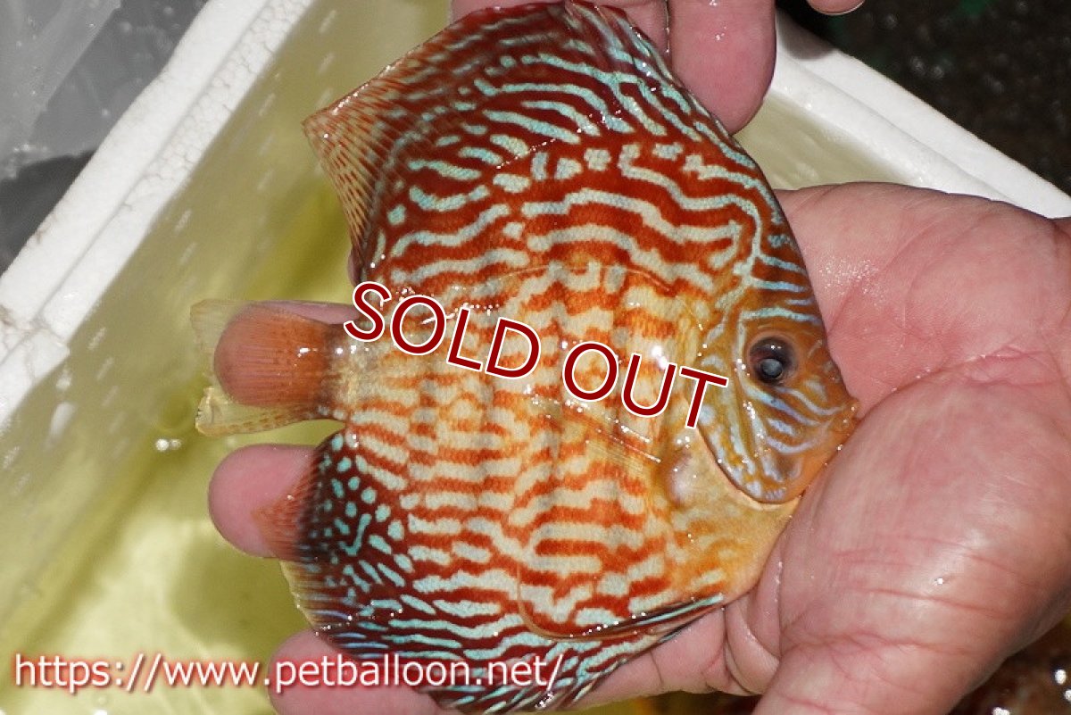 画像3: 【ディスカス】【通販】アルタムスターライトレッドターコイズ ハイフォーム【個体販売】12-13cm（生体）マレーシア　NAディスカスファーム (3)