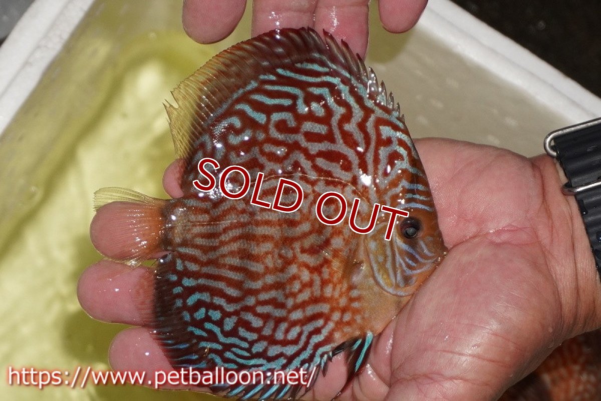 画像3: 【ディスカス】【通販】アルタムスターライトレッドターコイズ ハイフォーム【個体販売】12-13cm（生体）マレーシア　NAディスカスファーム (3)