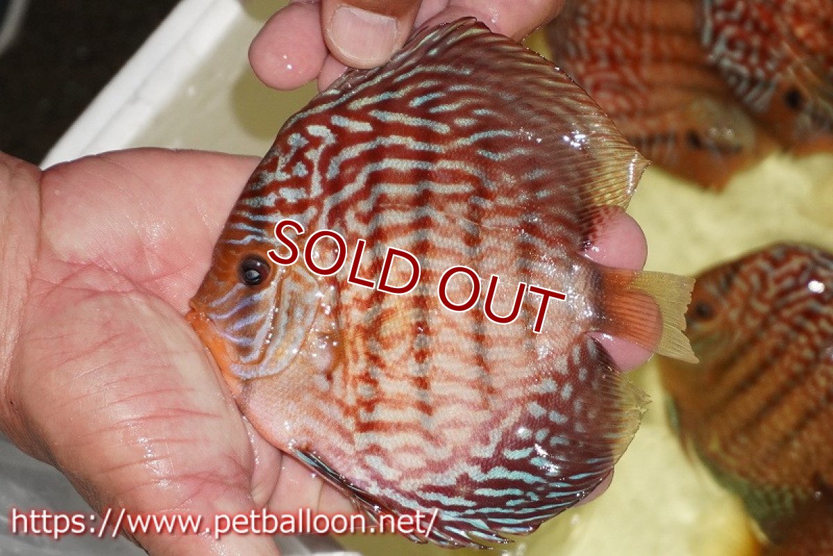 画像2: 【ディスカス】【通販】アルタムスターライトレッドターコイズ ハイフォーム【個体販売】12-13cm（生体）マレーシア　NAディスカスファーム (2)