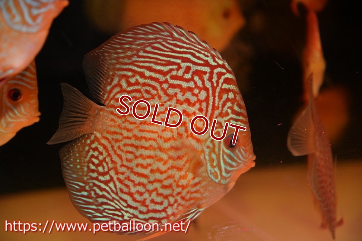 画像2: 【ディスカス】【通販】アルタムスターライトレッドターコイズ ハイフォーム【個体販売】12-13cm（生体）マレーシア　NAディスカスファーム (2)