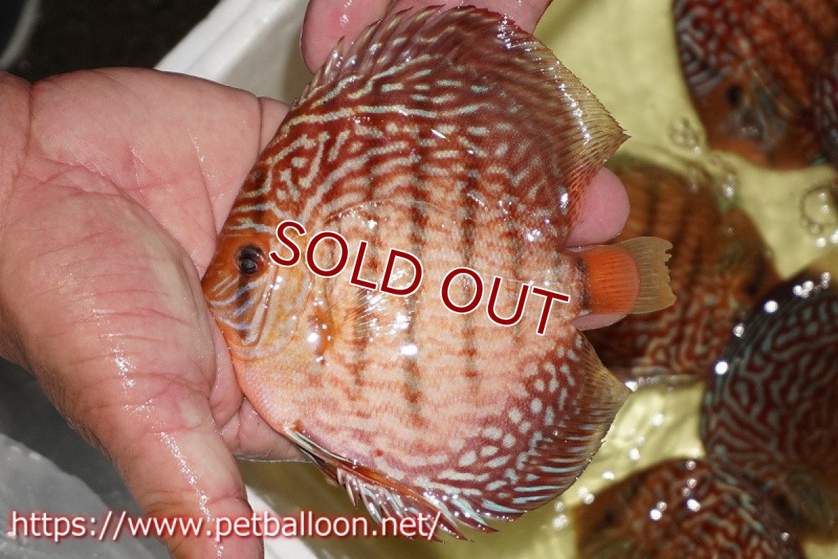 画像2: 【ディスカス】【通販】アルタムスターライトレッドターコイズ ハイフォーム【個体販売】12-13cm（生体）マレーシア　NAディスカスファーム (2)