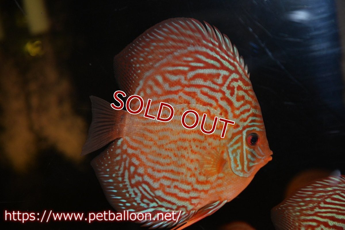 画像2: 【ディスカス】【通販】アルタムスターライトレッドターコイズ ハイフォーム【個体販売】12-13cm（生体）マレーシア　NAディスカスファーム (2)