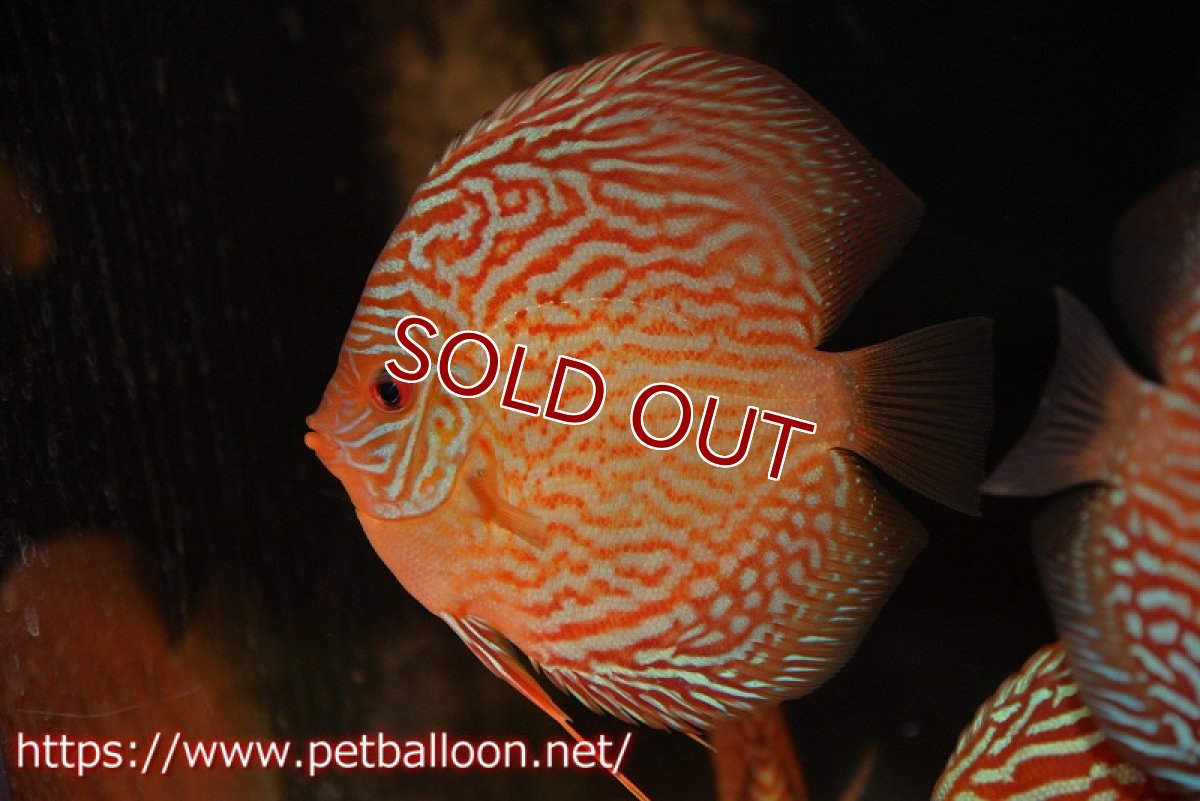 画像3: 【ディスカス】【通販】アルタムスターライトレッドターコイズ ハイフォーム【個体販売】12-13cm（生体）マレーシア　NAディスカスファーム (3)