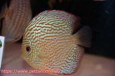 画像1: 【今月の特価個体】【ディスカス】【通販】サクラメイズレオパード（ハイフォーム）【個体販売】10-11cm （生体）マレーシア　KLディスカスファーム (1)