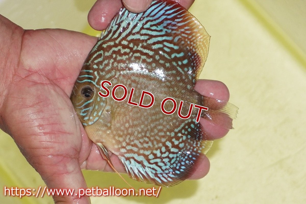 画像3: 【ディスカス】【通販】サクラメイズレオパード（ハイフォーム）【個体販売】10-11cm （生体）マレーシア　KLディスカスファーム (3)