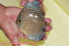 画像3: 【今月の特価個体】【ディスカス】【通販】サクラメイズレオパード（ハイフォーム）【個体販売】10-11cm （生体）マレーシア　KLディスカスファーム (3)