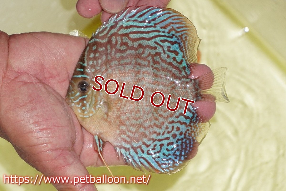 画像2: 【ディスカス】【通販】サクラメイズレオパード（ハイフォーム）【個体販売】10-11cm （生体）マレーシア　KLディスカスファーム (2)