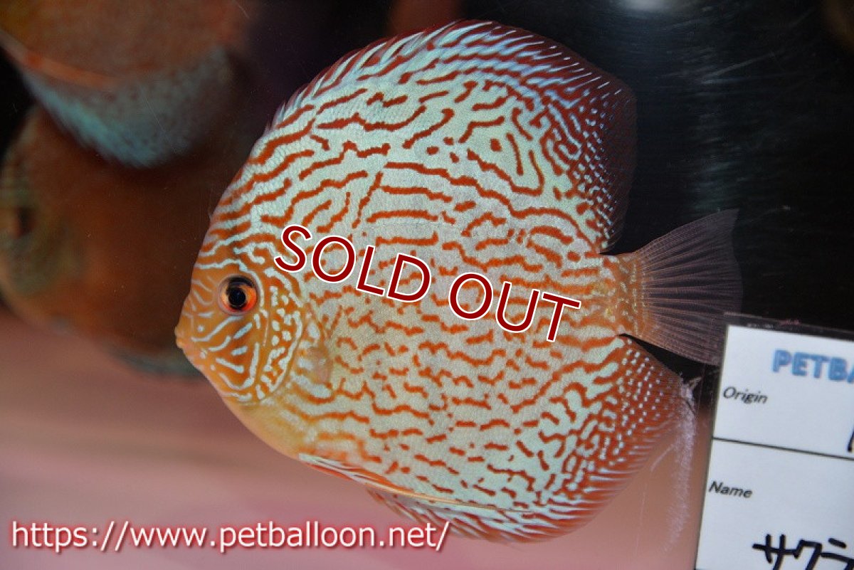 画像2: 【ディスカス】【通販】サクラメイズレオパード（ハイフォーム）【個体販売】10-11cm （生体）マレーシア　KLディスカスファーム (2)