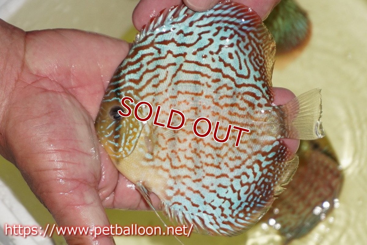 画像3: 【ディスカス】【通販】サクラメイズレオパード（ハイフォーム）【個体販売】10-11cm （生体）マレーシア　KLディスカスファーム (3)