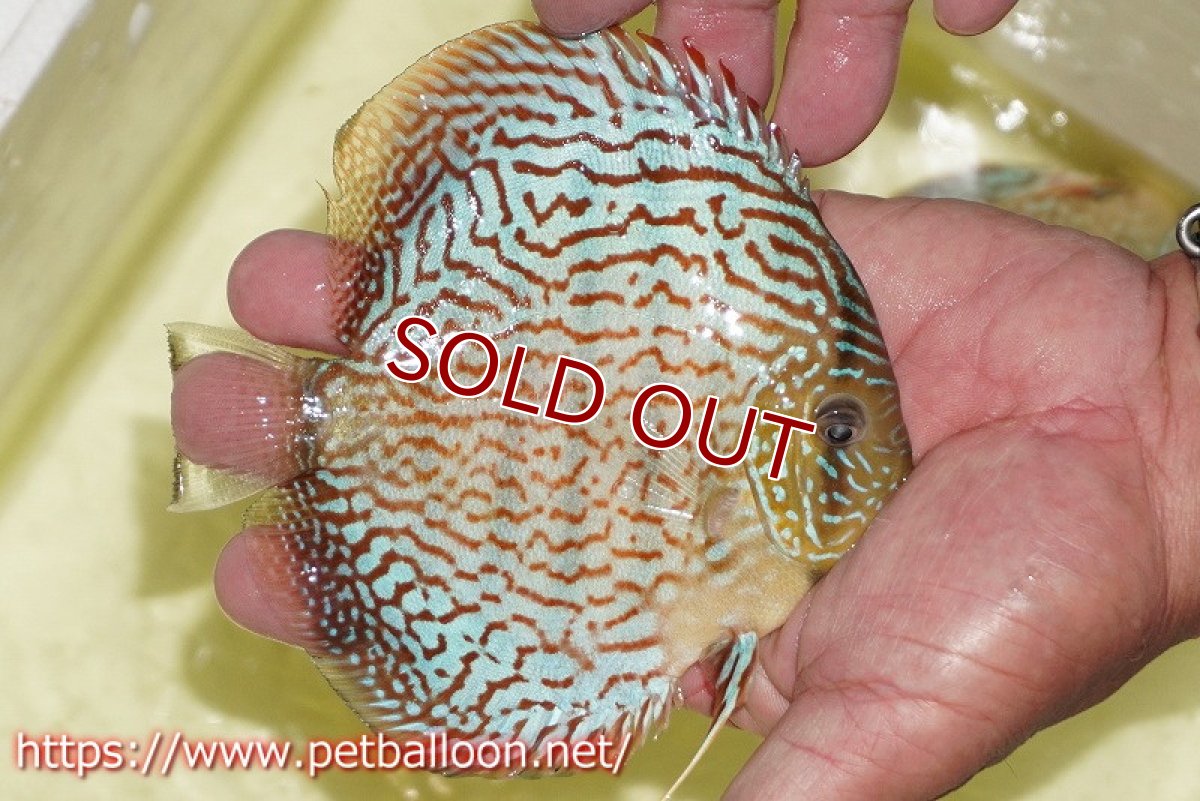 画像4: 【ディスカス】【通販】サクラメイズレオパード（ハイフォーム）【個体販売】10-11cm （生体）マレーシア　KLディスカスファーム (4)