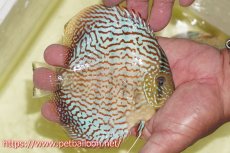 画像4: 【ディスカス】【通販】サクラメイズレオパード（ハイフォーム）【個体販売】10-11cm （生体）マレーシア　KLディスカスファーム (4)