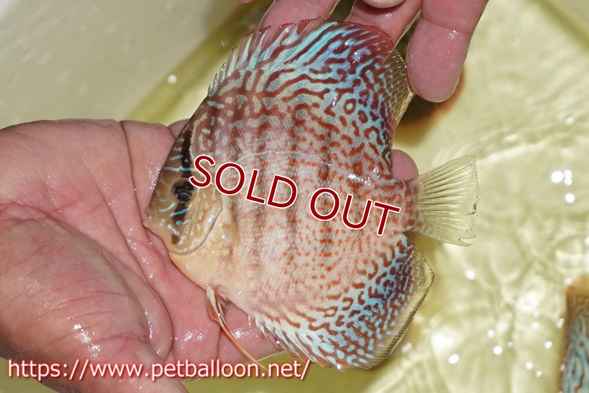 画像2: 【ディスカス】【通販】サクラメイズレオパード（ハイフォーム）【個体販売】10-11cm （生体）マレーシア　KLディスカスファーム (2)