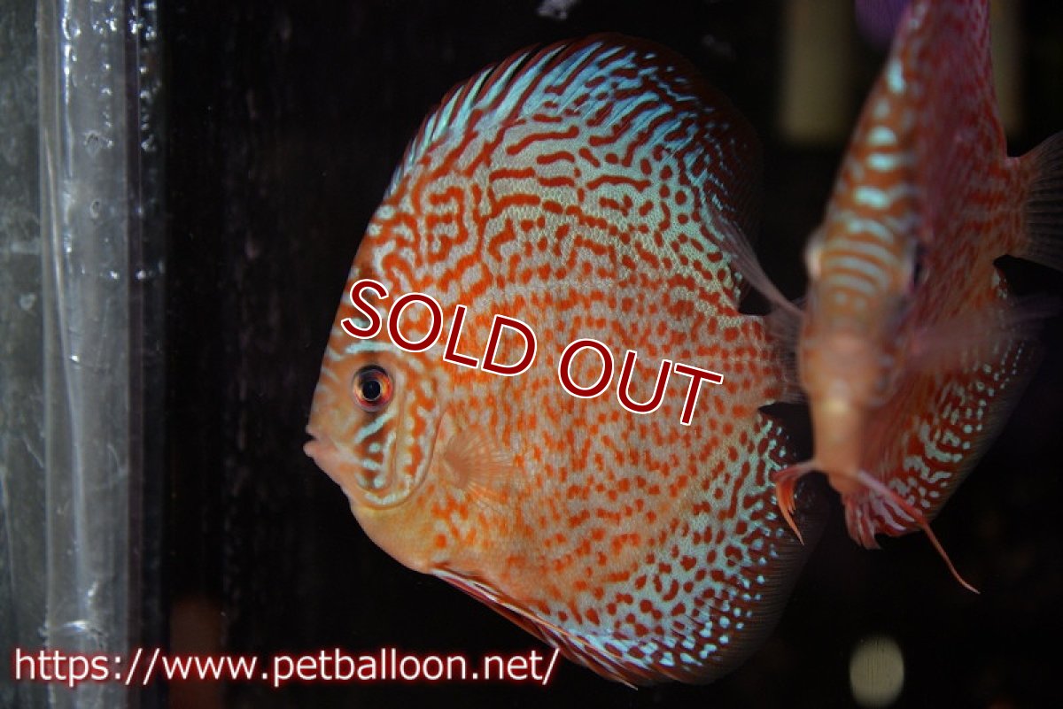 画像2: 【ディスカス】【通販】サクラメイズレオパード（ハイフォーム）【個体販売】10-11cm （生体）マレーシア　KLディスカスファーム (2)