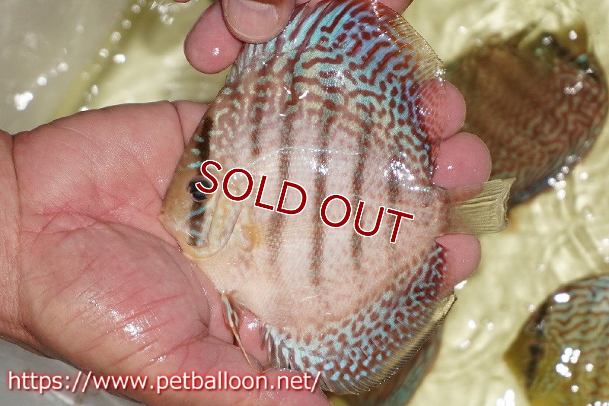 画像3: 【ディスカス】【通販】サクラメイズレオパード（ハイフォーム）【個体販売】10-11cm （生体）マレーシア　KLディスカスファーム (3)