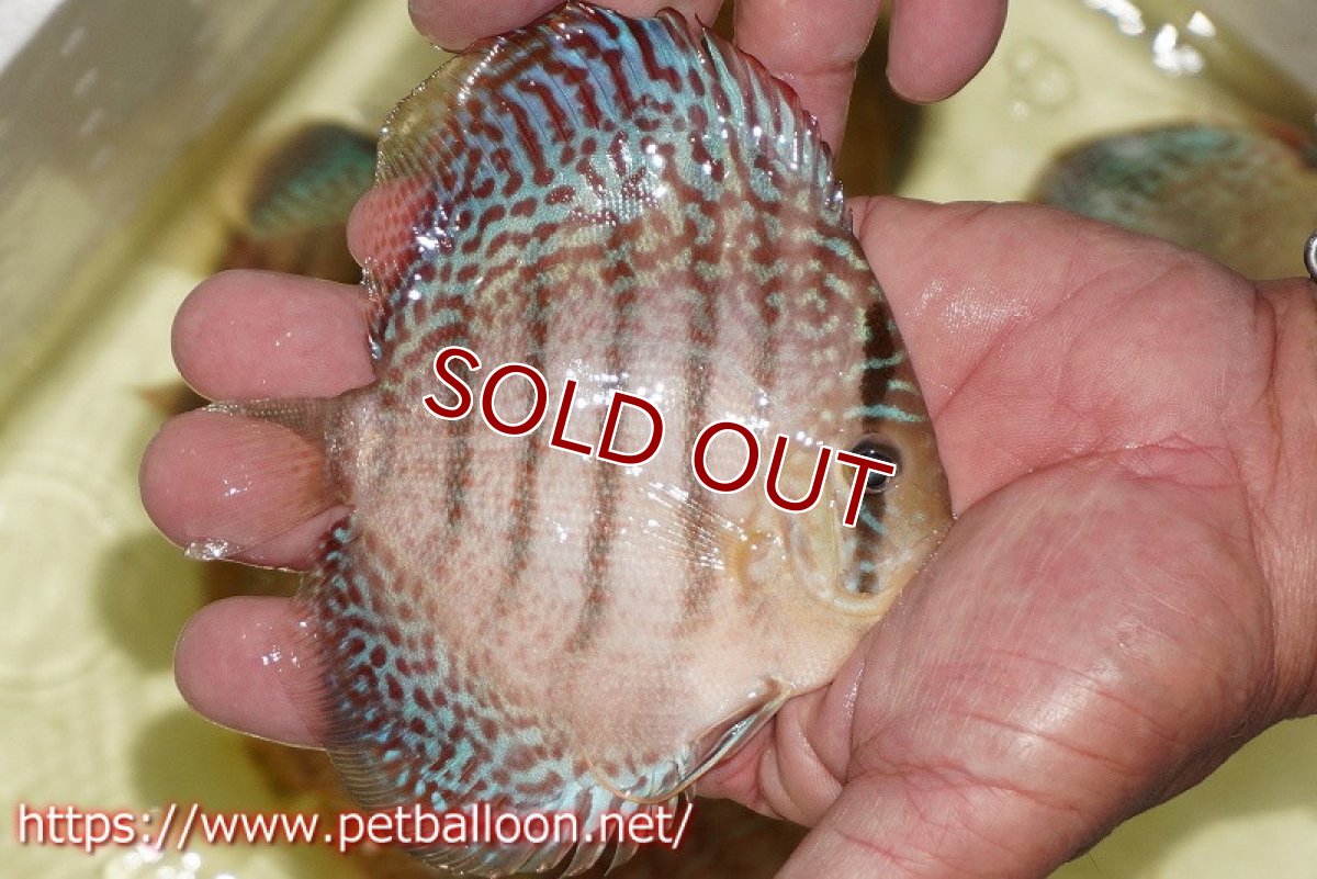 画像4: 【ディスカス】【通販】サクラメイズレオパード（ハイフォーム）【個体販売】10-11cm （生体）マレーシア　KLディスカスファーム (4)