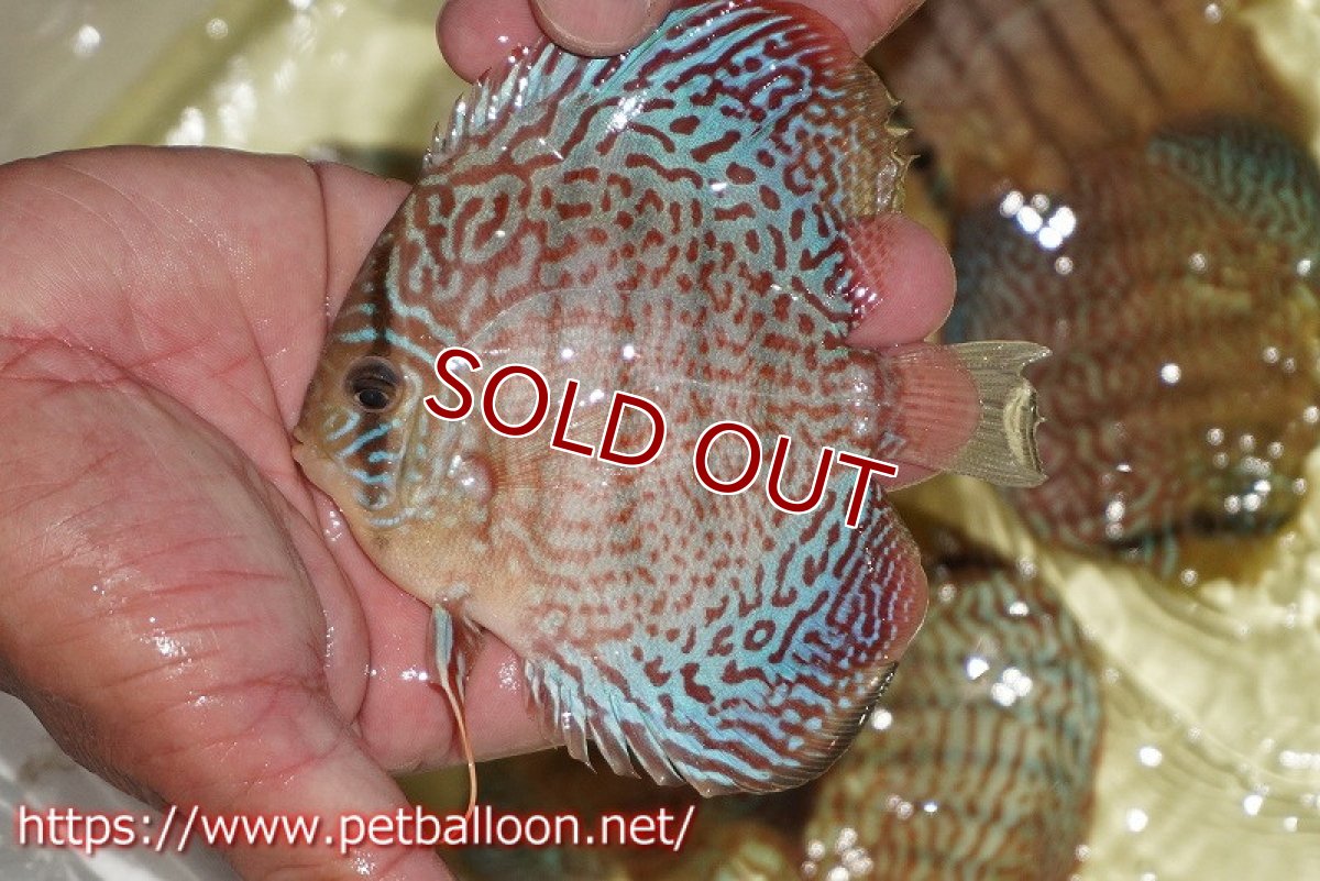 画像2: 【ディスカス】【通販】サクラメイズレオパード（ハイフォーム）【個体販売】10-11cm （生体）マレーシア　KLディスカスファーム (2)