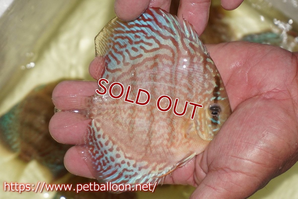 画像2: 【ディスカス】【通販】サクラメイズレオパード（ハイフォーム）【個体販売】10-11cm （生体）マレーシア　KLディスカスファーム (2)