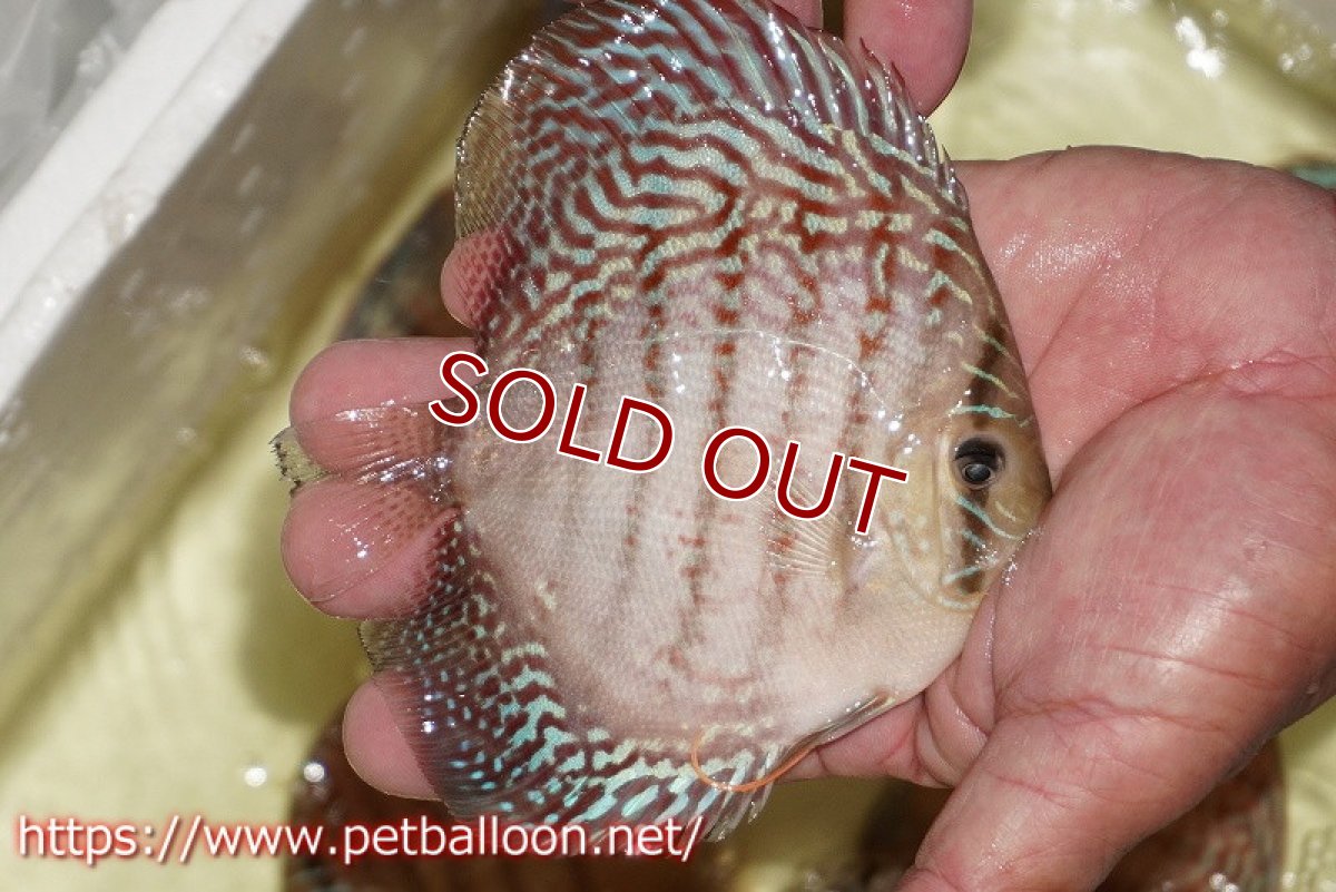 画像2: 【ディスカス】【通販】サクラメイズレオパード（ハイフォーム）【個体販売】10-11cm （生体）マレーシア　KLディスカスファーム (2)