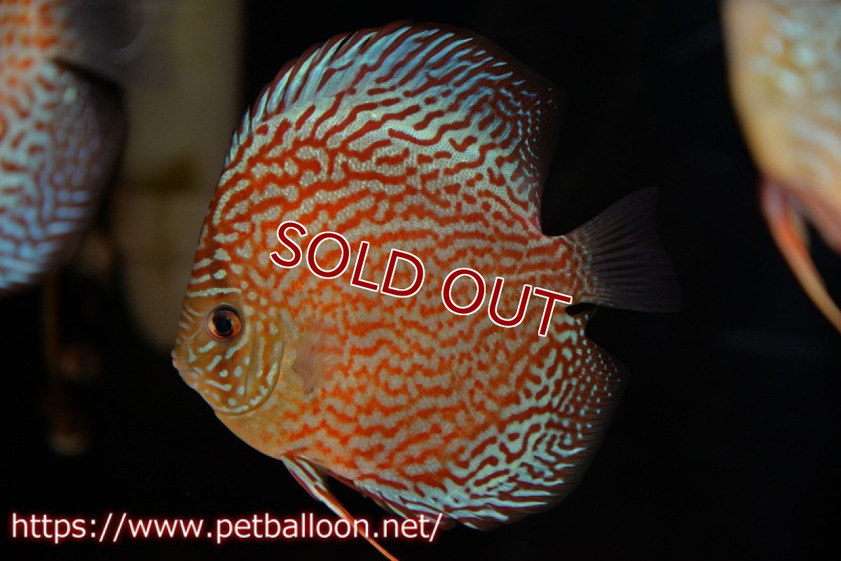 画像2: 【ディスカス】【通販】サクラメイズレオパード（ハイフォーム）【個体販売】10-11cm （生体）マレーシア　KLディスカスファーム (2)