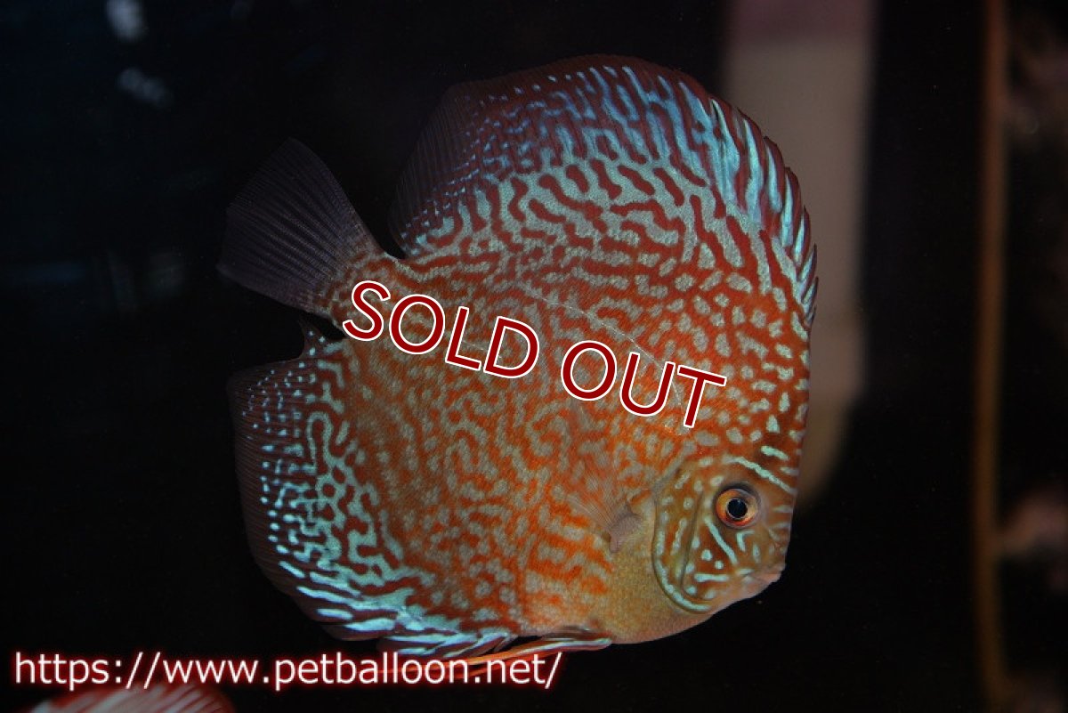 画像3: 【ディスカス】【通販】サクラメイズレオパード（ハイフォーム）【個体販売】10-11cm （生体）マレーシア　KLディスカスファーム (3)