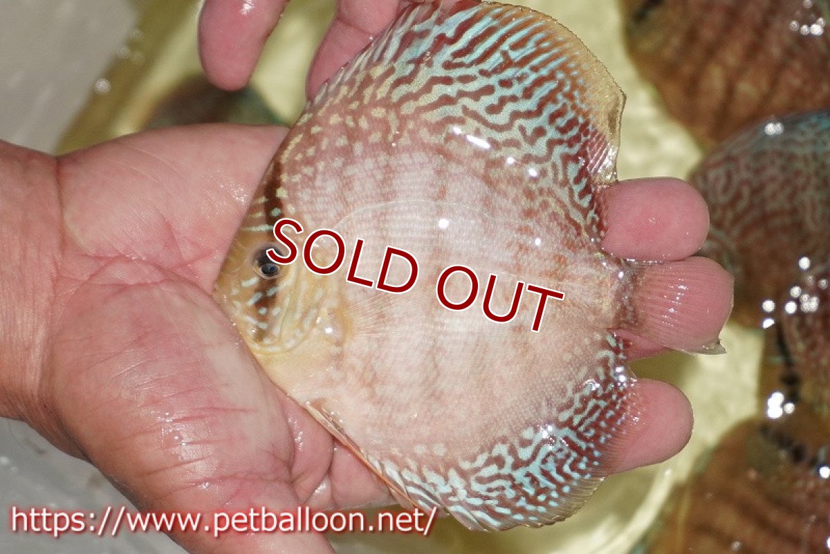画像4: 【ディスカス】【通販】サクラメイズレオパード（ハイフォーム）【個体販売】10-11cm （生体）マレーシア　KLディスカスファーム (4)