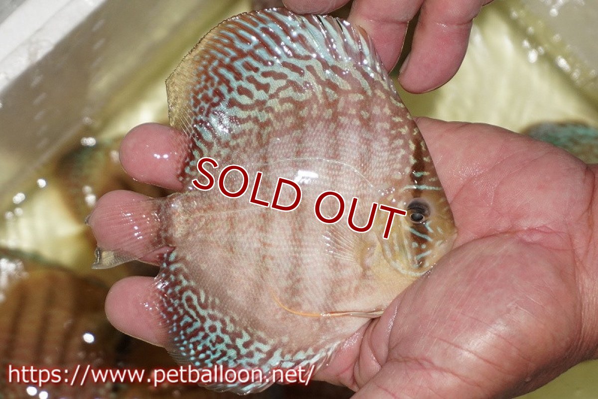 画像5: 【ディスカス】【通販】サクラメイズレオパード（ハイフォーム）【個体販売】10-11cm （生体）マレーシア　KLディスカスファーム (5)