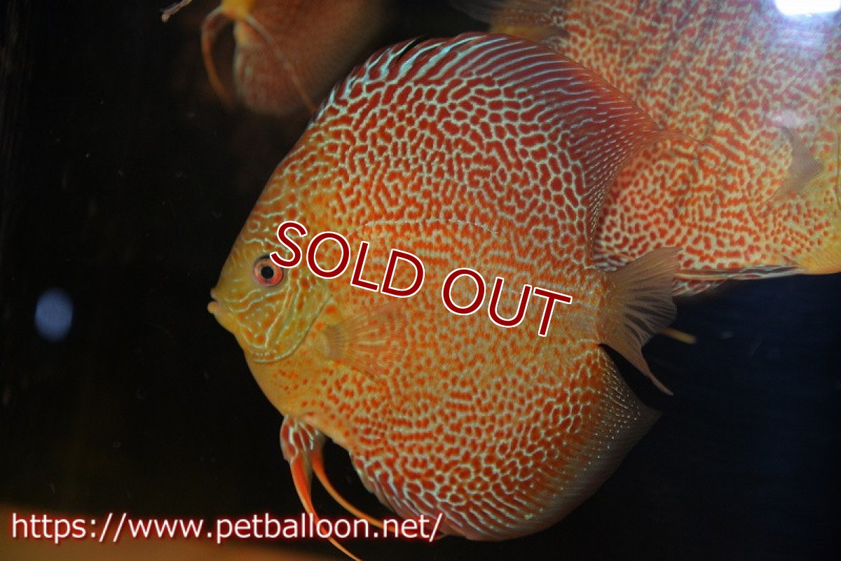 画像2: 【ディスカス】【通販】サクラスーパーエラプション（ハイフォーム）【個体販売】16cm （生体）マレーシア　KLディスカスファーム (2)