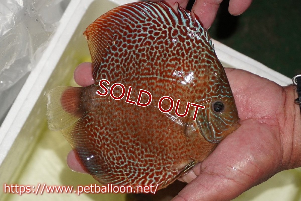 画像4: 【ディスカス】【通販】サクラスーパーエラプション（ハイフォーム）【個体販売】16cm （生体）マレーシア　KLディスカスファーム (4)