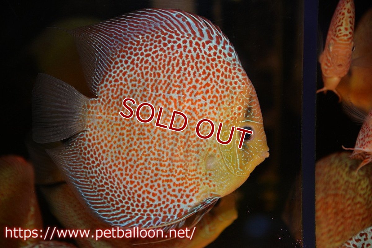 画像2: 【ディスカス】【通販】サクラスーパーエラプション（ハイフォーム）【個体販売】16cm （生体）マレーシア　KLディスカスファーム (2)