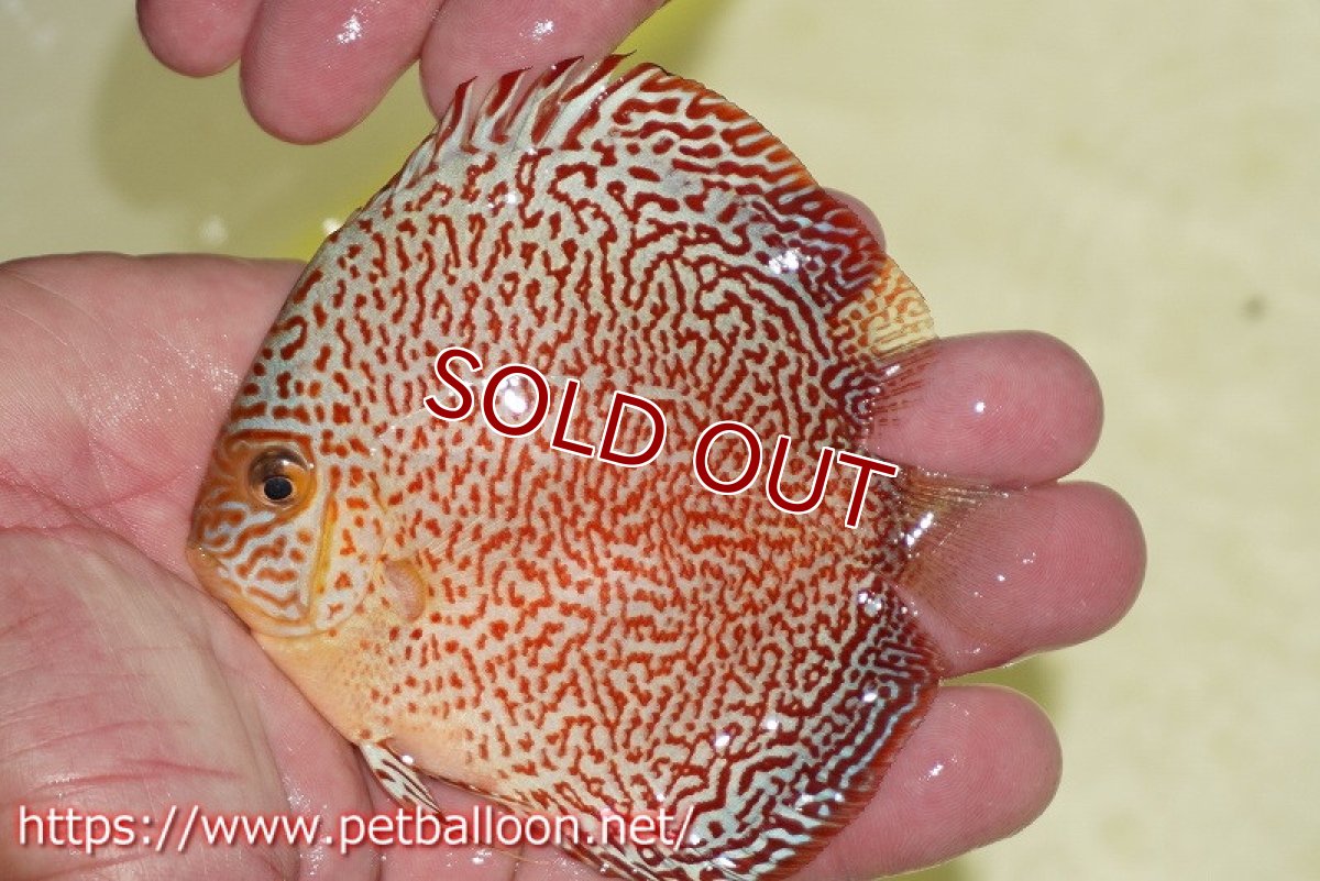 画像3: 【ディスカス】【通販】スーパーレッドキングバイパー（ハイフォーム）【個体販売】10cm（生体）マレーシア　NAディスカスファーム (3)