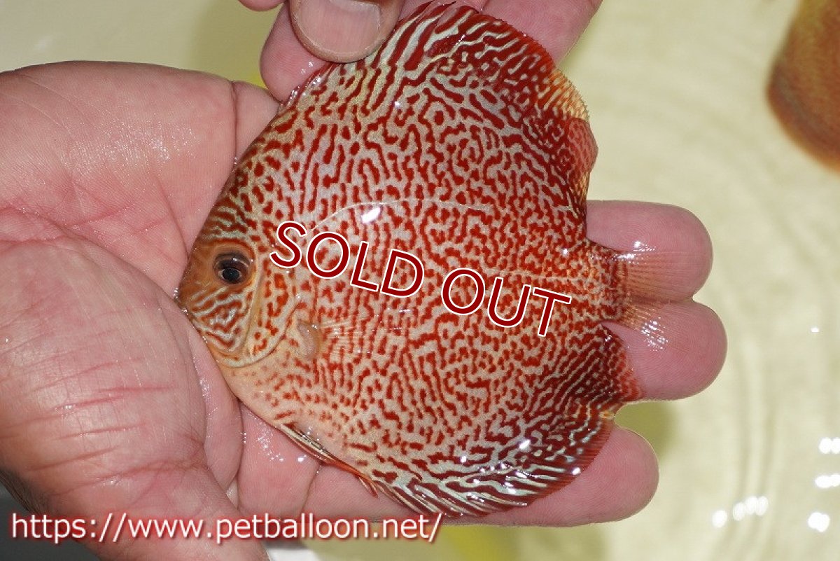 画像2: 【ディスカス】【通販】スーパーレッドキングバイパー（ハイフォーム）【個体販売】10cm（生体）マレーシア　NAディスカスファーム (2)