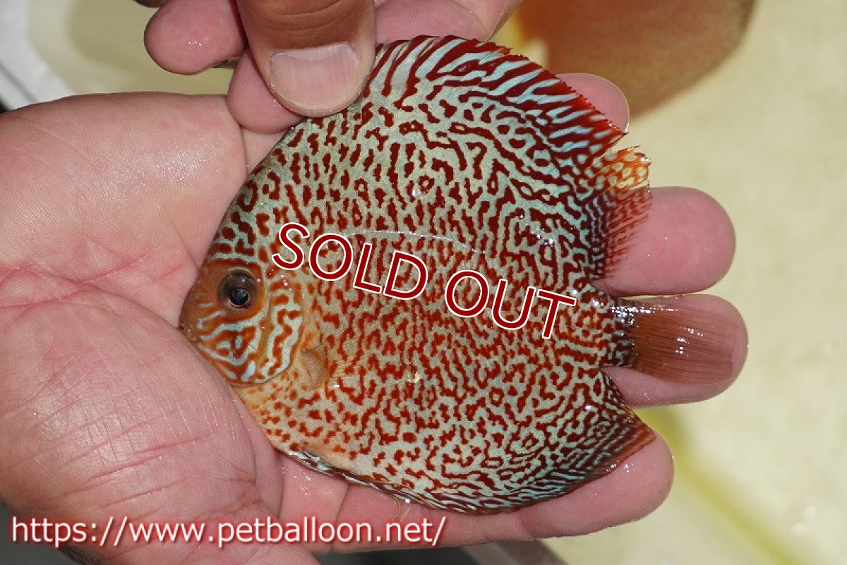 画像2: 【ディスカス】【通販】スーパーレッドキングバイパー（ハイフォーム）【個体販売】10cm（生体）マレーシア　NAディスカスファーム (2)